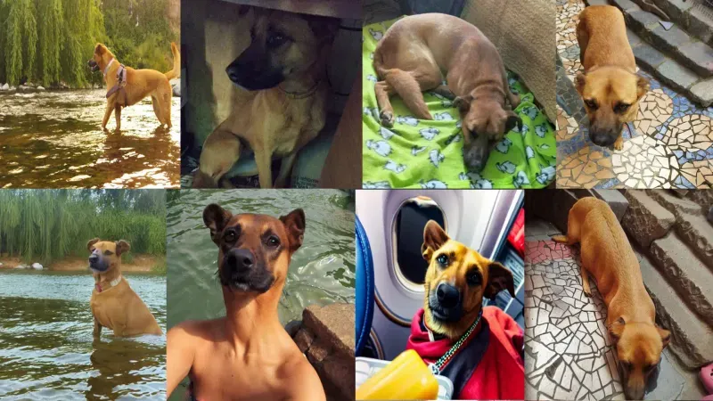 Images of my dog Manchita